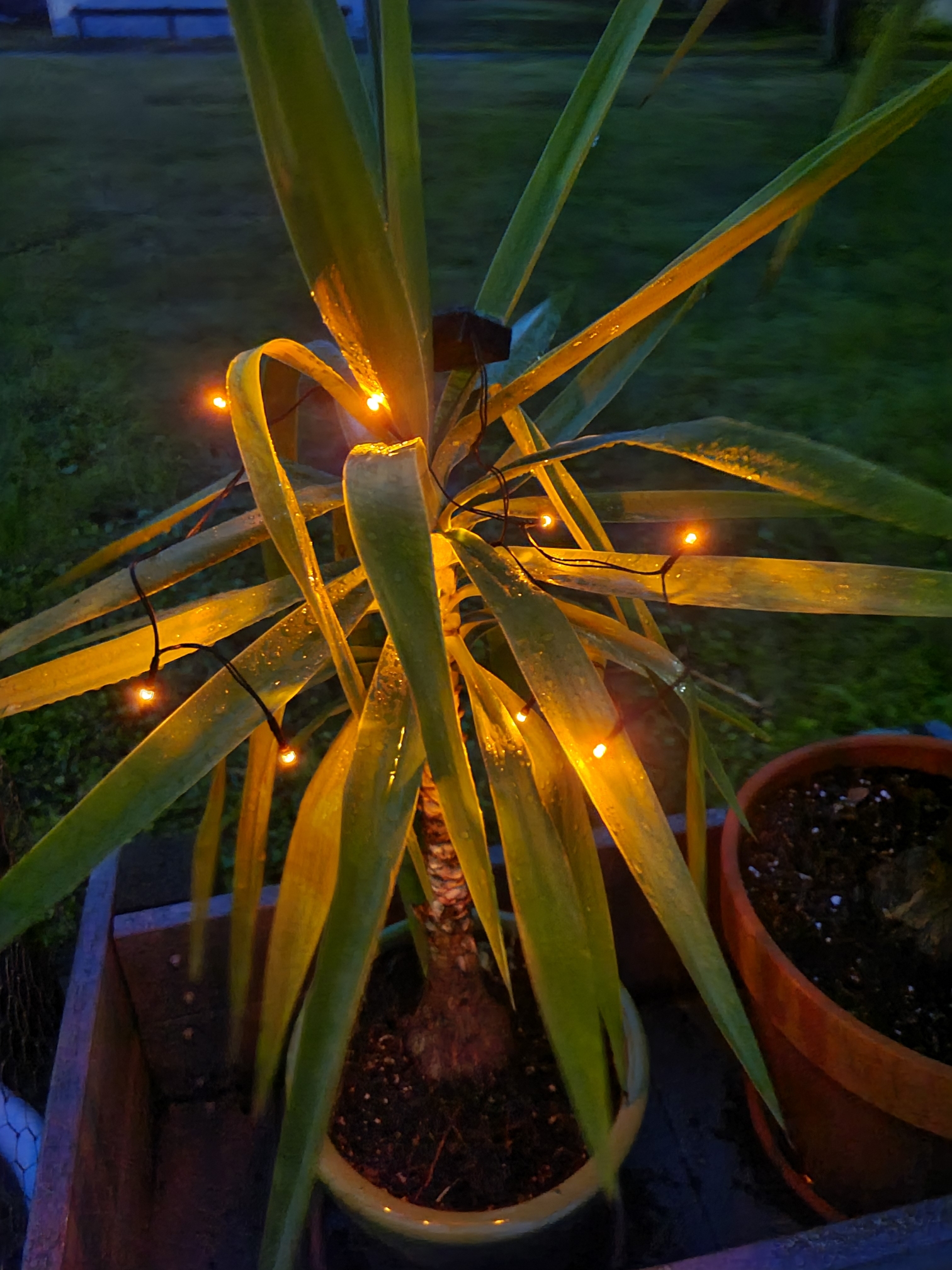 Holiday Lights in Palm Tree